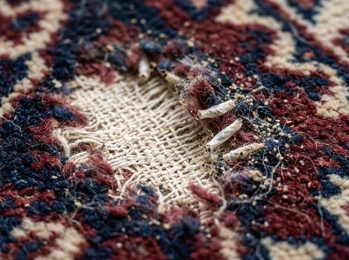 Mites des tapis : prévenir et traiter